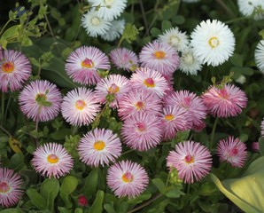 Розовые маргаритки  © dinar12