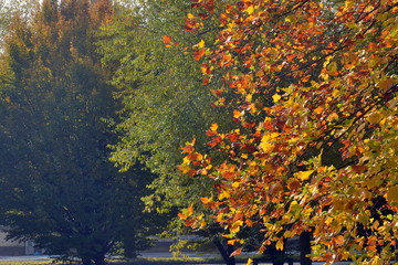 autunno in città