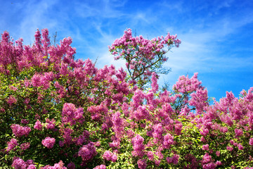 Obraz premium Bushes of blooming lilacs. Spring time