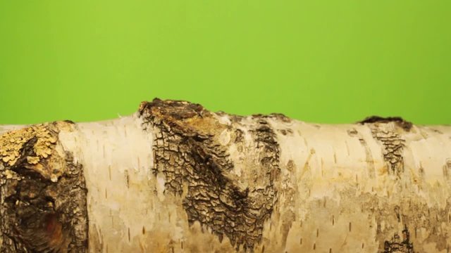 A piece of birch - against green background