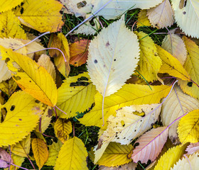 cherry tree leaves at the grass in harmonic autumn colors