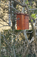 Obraz na płótnie Canvas Bird with wooden bird house on a tree