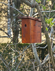 Bird with wooden bird house on a tree