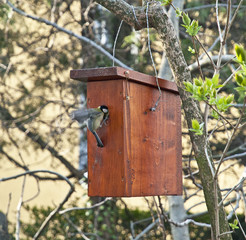 Bird with wooden bird house on a tree