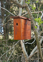 Bird with wooden bird house on a tree