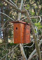 Bird with wooden bird house on a tree