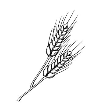 Sketch of wheat with ripe grains