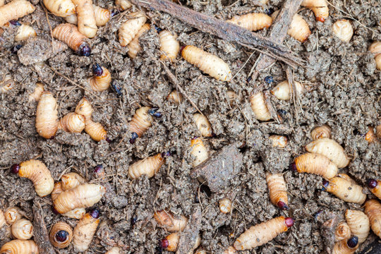Caterpillar Red palm weevil