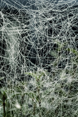 Web. Close-up