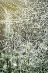 Web. Spider weaving at dawn close-up.