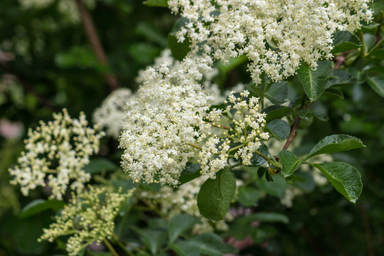 Closeup Of Elderberry Flowers