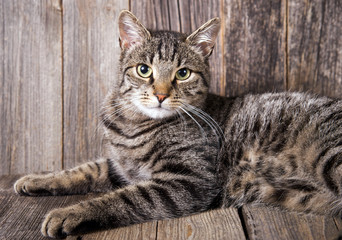 Getigerte Katze vor Holz