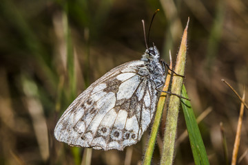 Schachbrettfalter (Melanargia galathea)