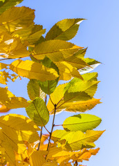 cherry tree leaves under blue sky in harmonic autumn colors