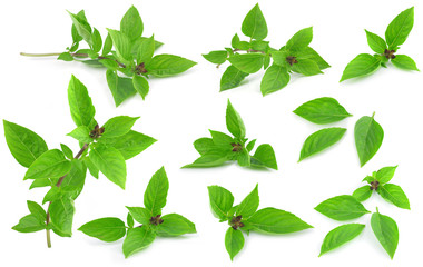 Sweet Basil isolated on white background.