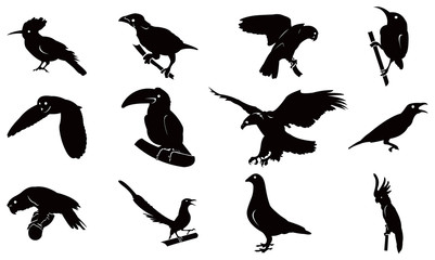 Kinds of Bird Complete Silhouette Set