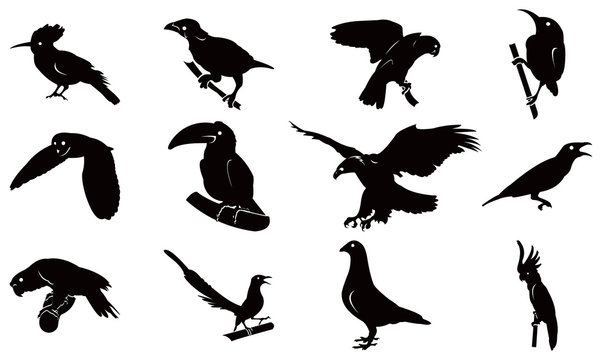 Kinds of Bird Complete Silhouette Set