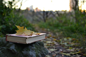 Vintage book with fallen leaf on it