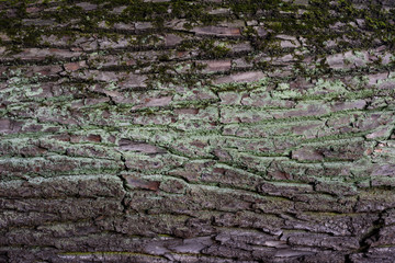 Seamless tree bark texture background.