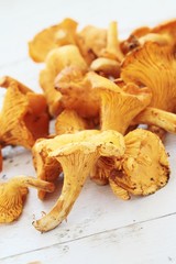 wild chanterelle mushrooms