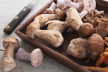 wild mushroom selection