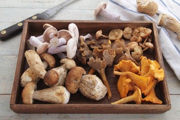 wild mushroom selection