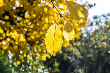 cherry tree leaves under blue sky in harmonic autumn colors
