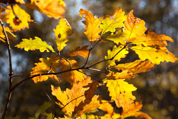 autumn leaves