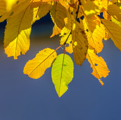Maple trees crowns with yellow and green foliage in Indian summer
