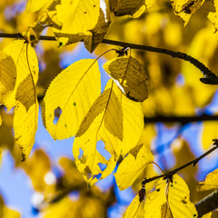 cherry tree leaves under blue sky in harmonic autumn colors