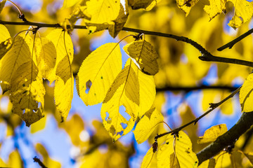 cherry tree leaves under blue sky in harmonic autumn colors