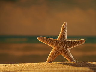 Fototapeta na wymiar starfish on the beach