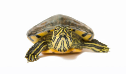 Fototapeta premium turtle walking slowly
