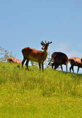 deers in the field