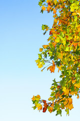 ユリノキの黄葉と青空