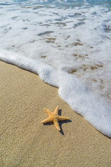 starfish on the beach