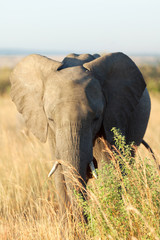 Fototapeta premium Elephant in Amboseli