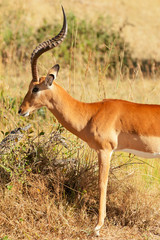 Male Impala