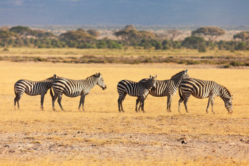 Fototapeta na wymiar Zebras, Masai Mara