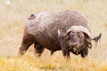 Buffalo in Nakuru Park
