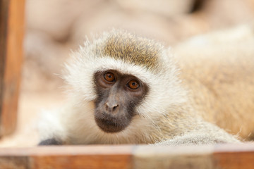Vervet monkey