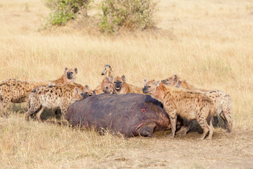 Fototapeta premium Hyenas eating prey, Masai Mara