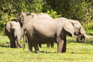Elephants in Masai Mara