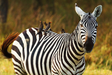 Fototapeta na wymiar Zebra, Amboseli