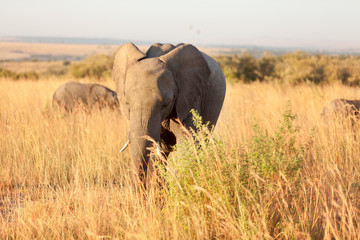 Elephant in Amboseli