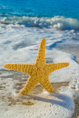 starfish on the beach
