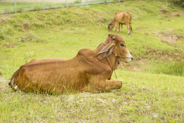 Cow seat on field and looked camera.