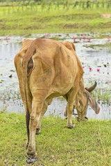 The mother cow nibble grass in a field near lotus of pool