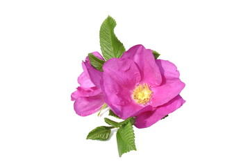 Pink Rosa rugosa on white background