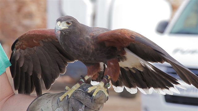 All-round observing of adorable eagle with open wings - close up